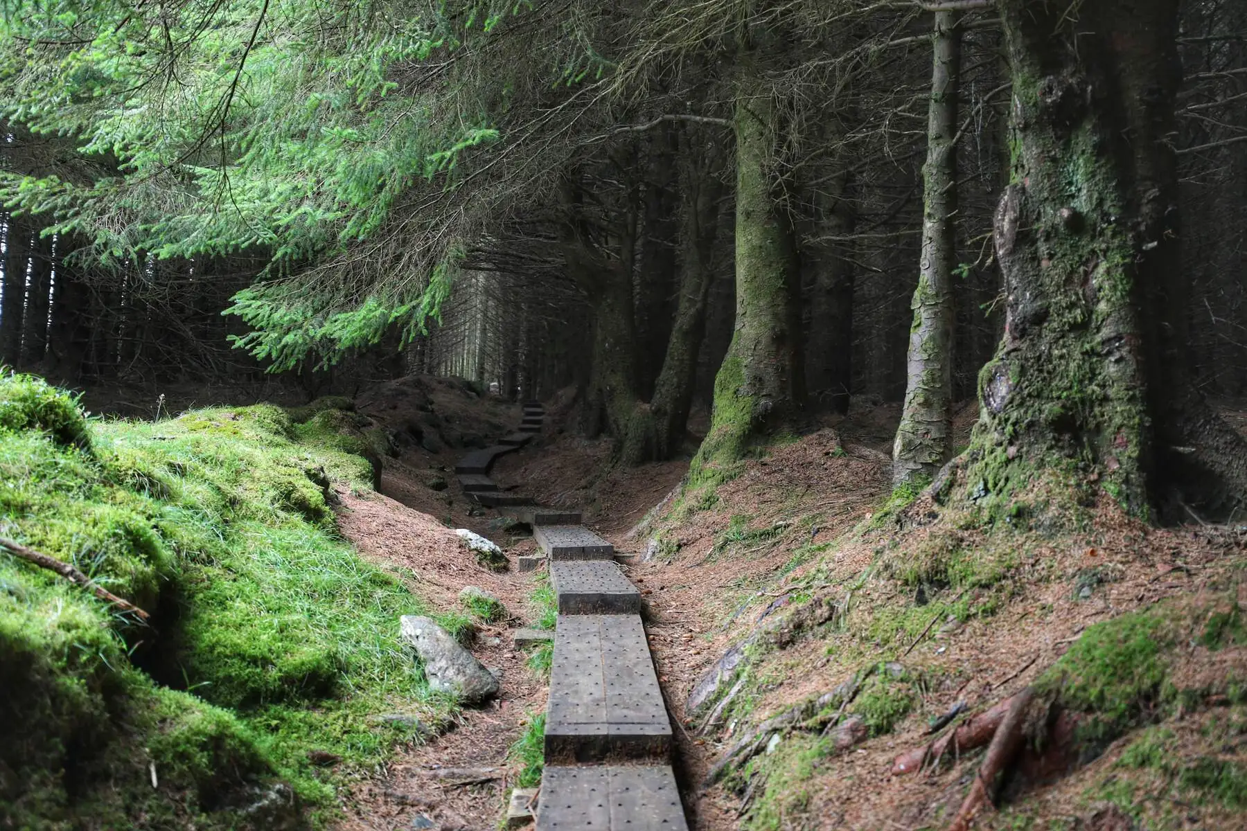 Ballinastoe Woods - ©Chaosheng Zhang
