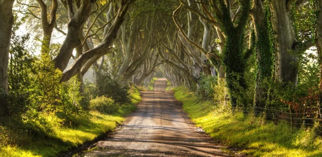 Dark Hedges : l&rsquo;allée de Game of Thrones menacée