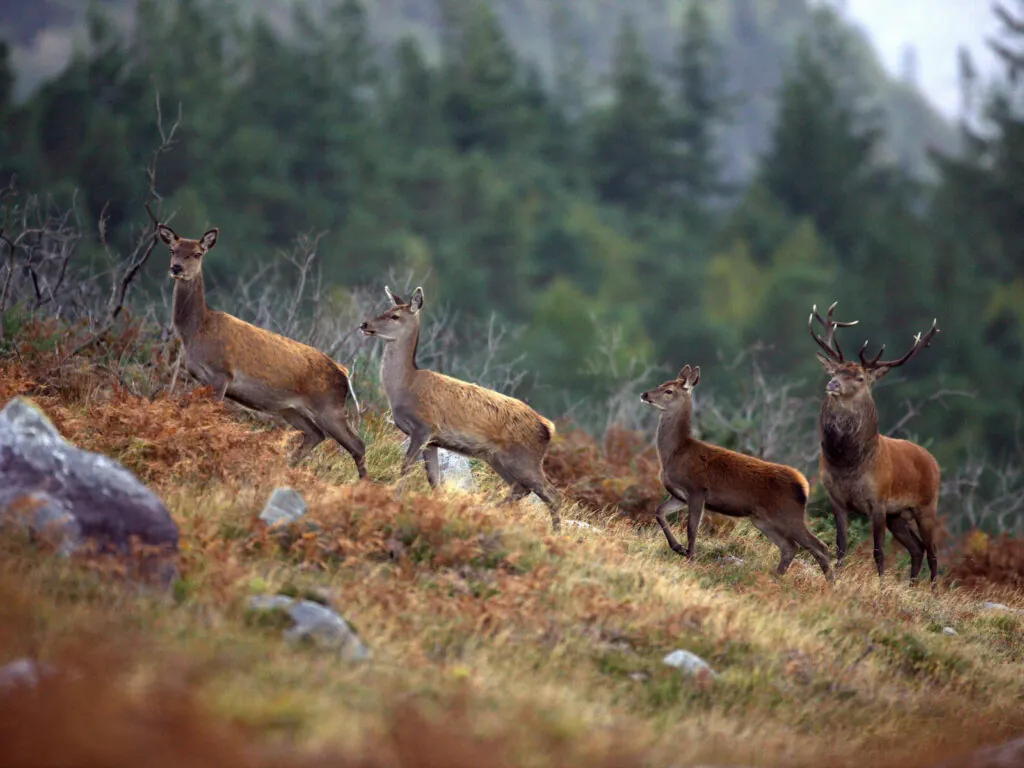 Le cerf élaphe en Irlande - © Valerie O'Sullivan, Tourism Ireland