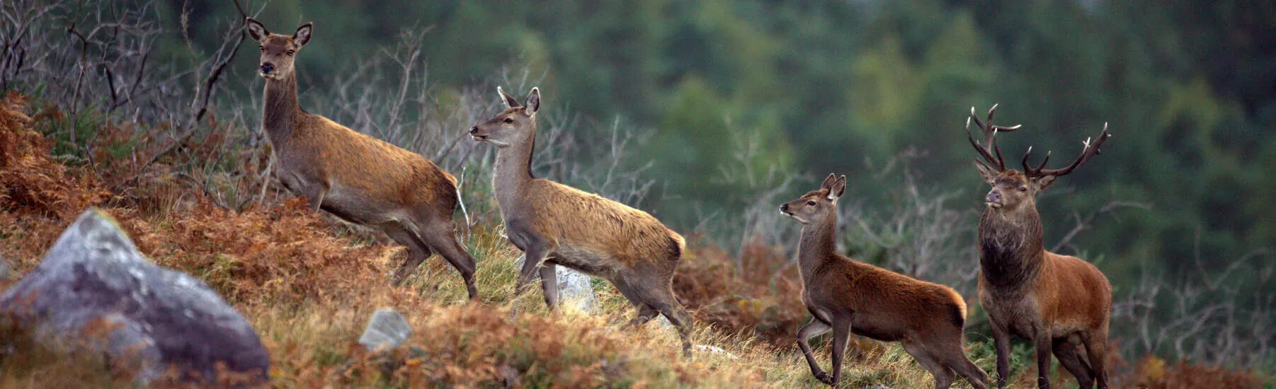 Le cerf élaphe irlandais