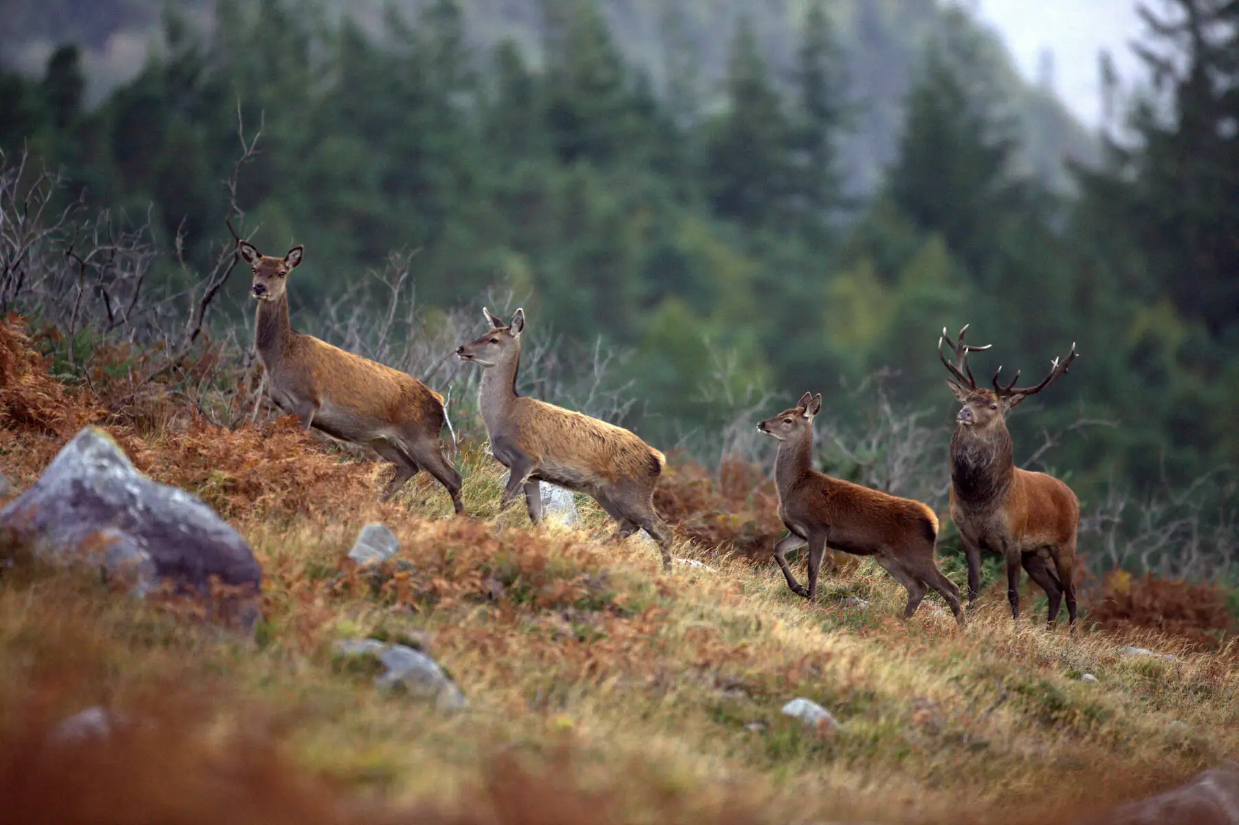 Le cerf élaphe en Irlande - © Valerie O'Sullivan, Tourism Ireland