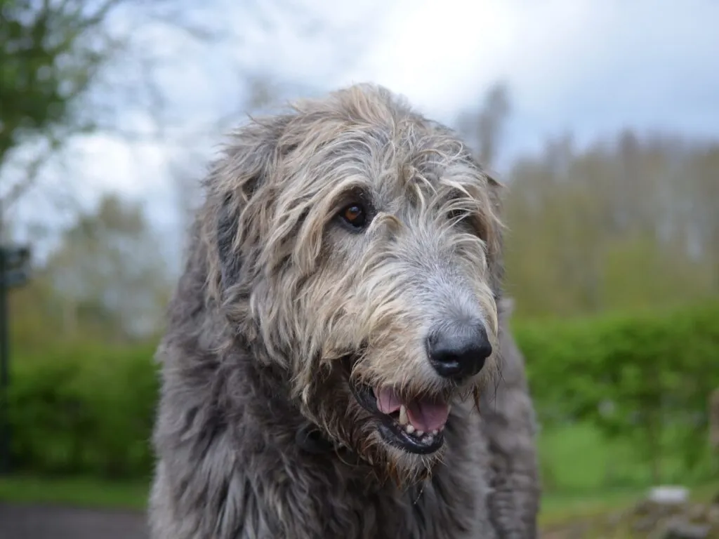 irish wolfhound