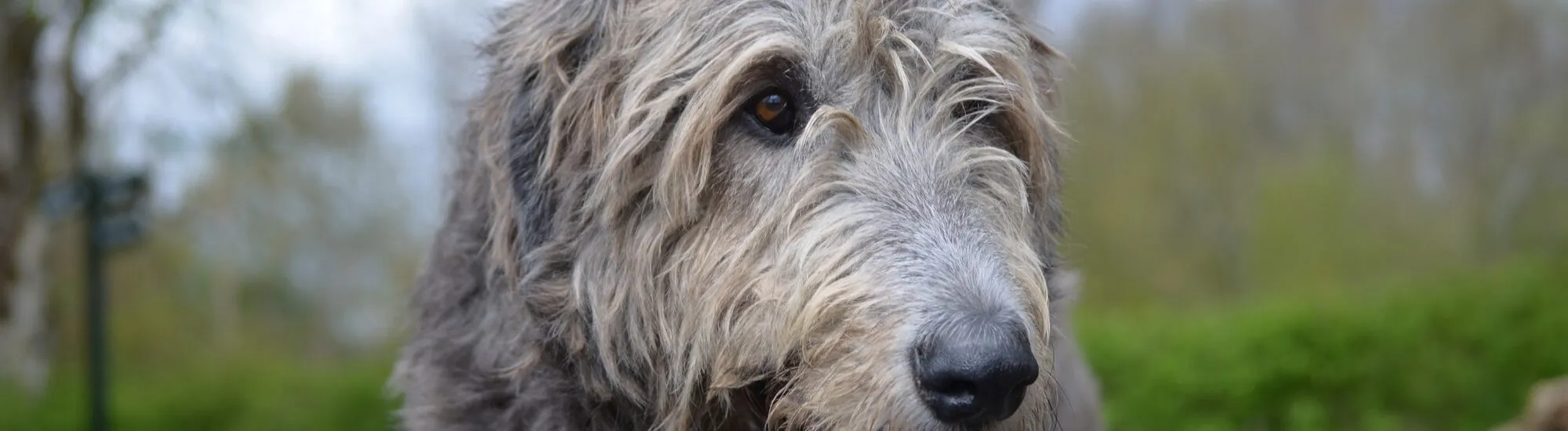L&rsquo;Irish Wolfhound