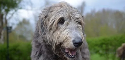 irish wolfhound