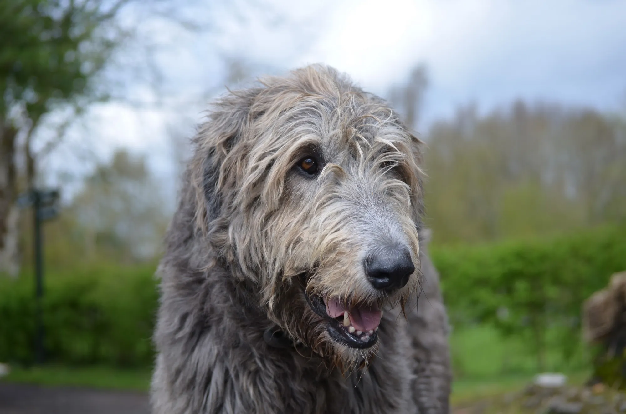 Un Irish wolfhound ou lévrier irlandais - © dejavudesigns