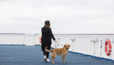 Ferry vers l'Irlande : voyagez avec vos animaux ! 1 Votre chien peut être promené sur le pont en toute tranquillité ! - Brittany Ferries