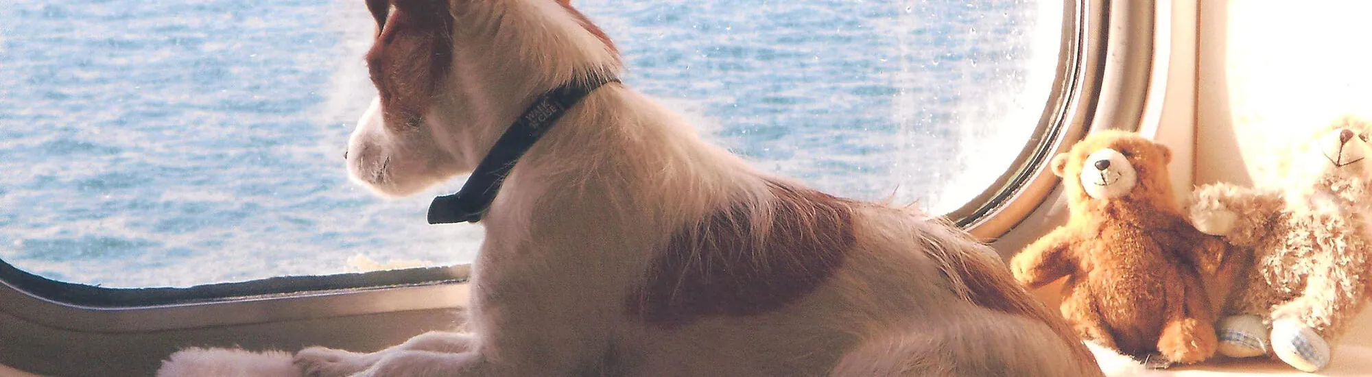 Ferry vers l&rsquo;Irlande : voyagez avec vos animaux !