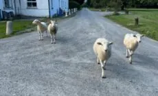 Gurteen farm house