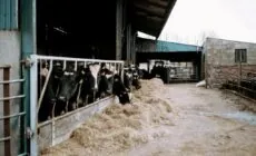 The Calf House