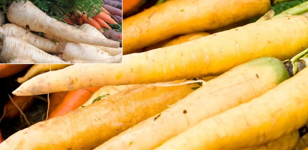Le top 10 des ingrédients indispensables pour un repas de Noël irlandais 5 Carottes et panais - Canva Pro