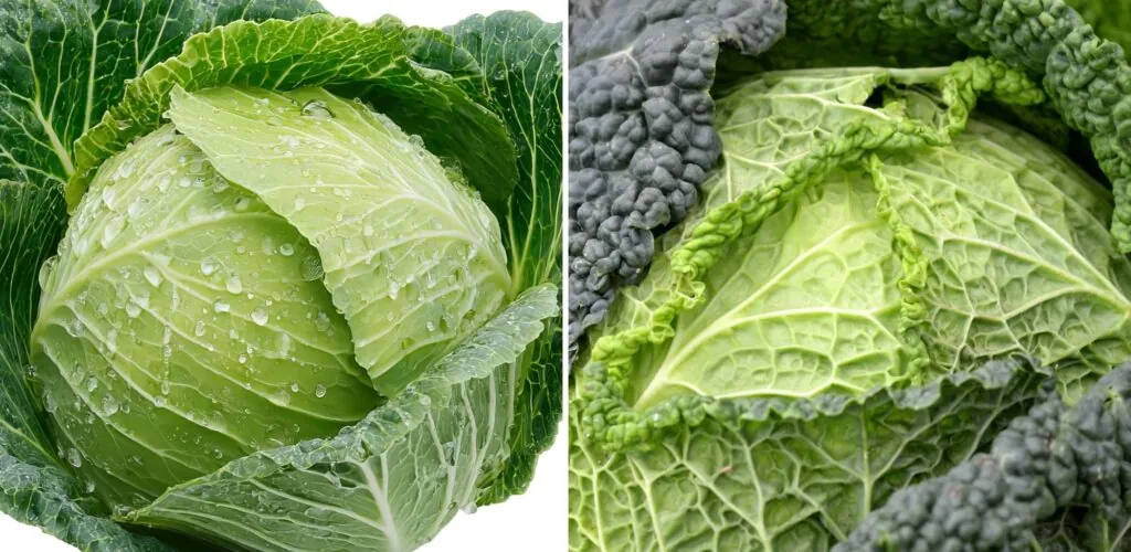 Le top 10 des ingrédients indispensables pour un repas de Noël irlandais 4 Du chou vert - Canva Pro