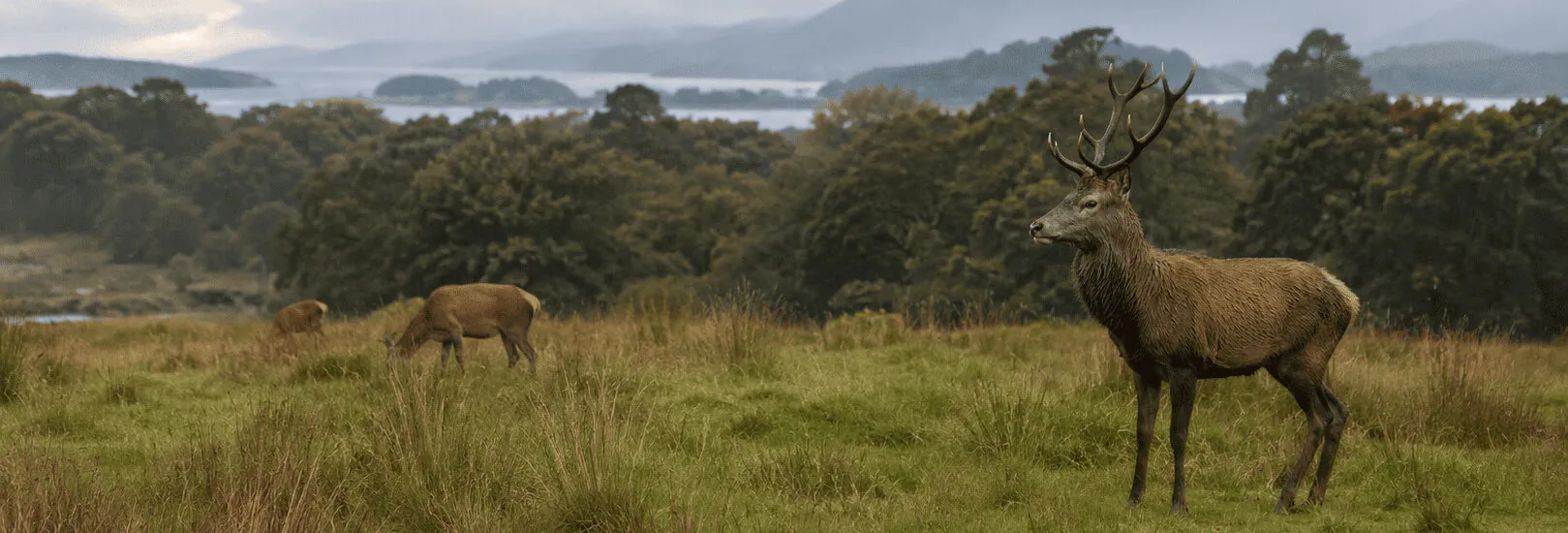 Où observer les cerfs à Killarney ?