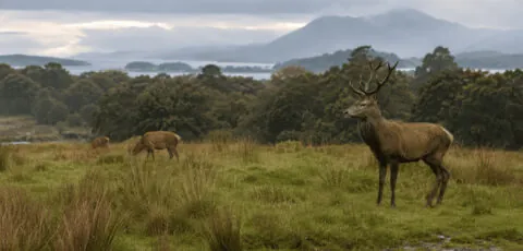 cerf killarney