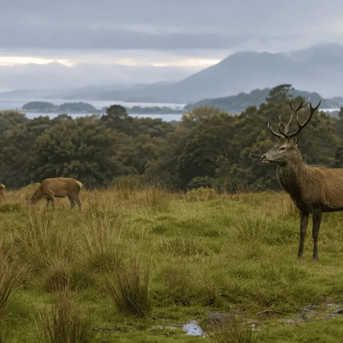 Des cerfs à Killarney - Go to Ireland.com