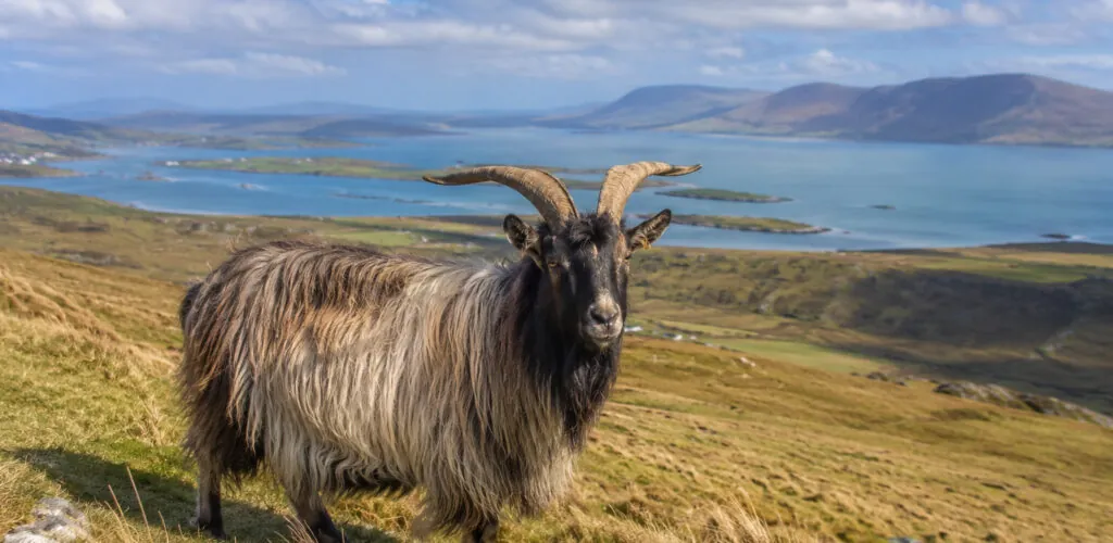 L’ancienne chèvre irlandaise : cette race que l’Irlande tente de sauver de l’extinction