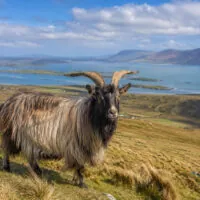 Une chèvre irlandaise - Go to Ireland.com