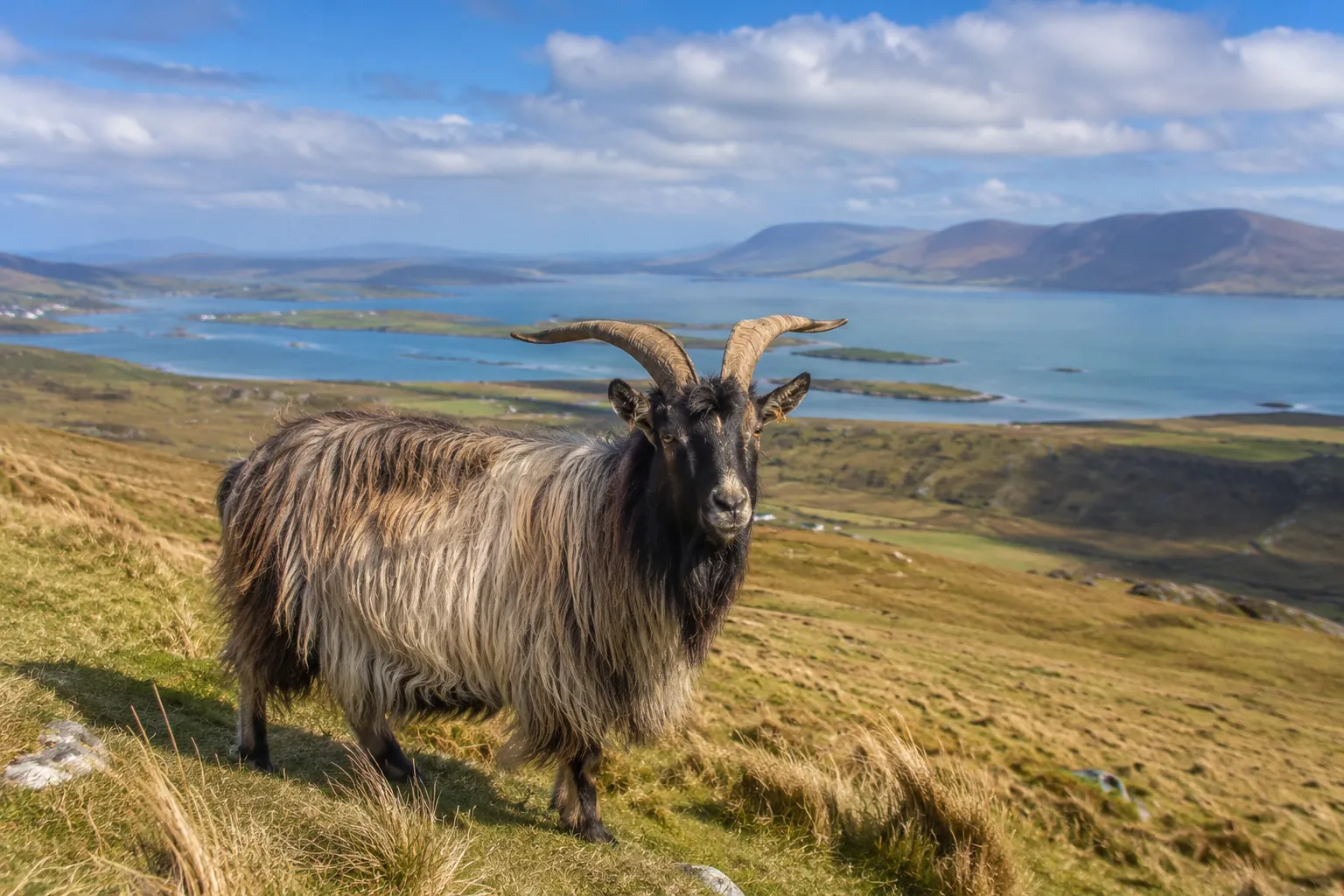 Une chèvre irlandaise - Go to Ireland.com
