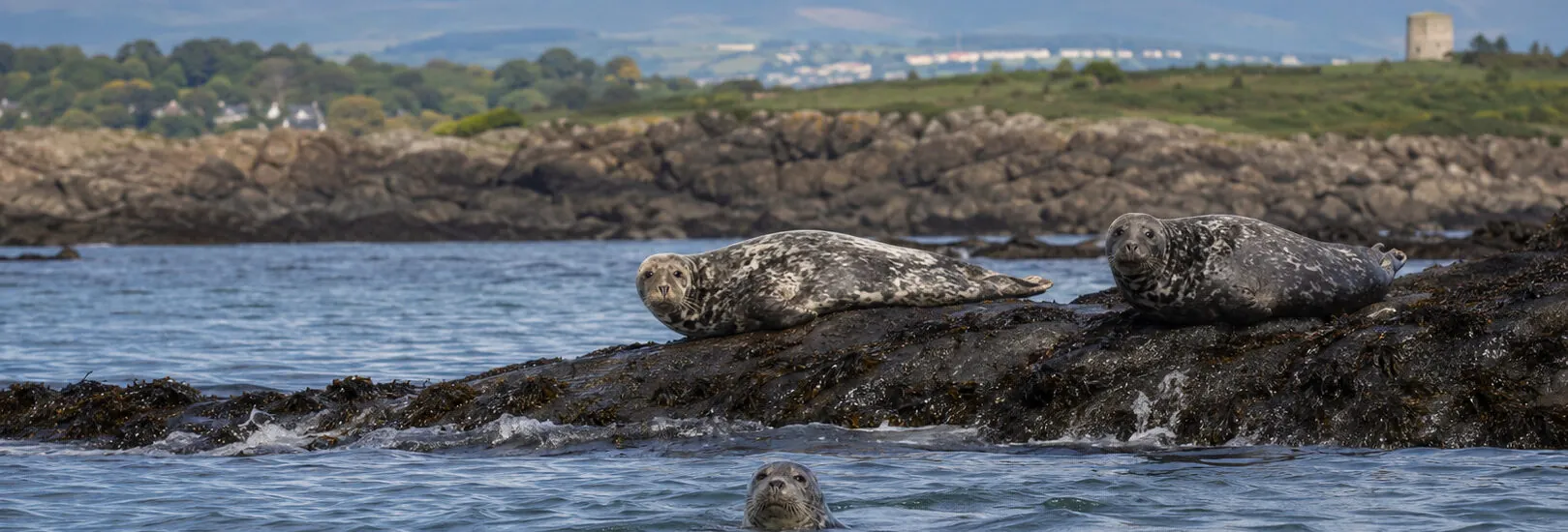 Observer les phoques dans la baie de Dublin
