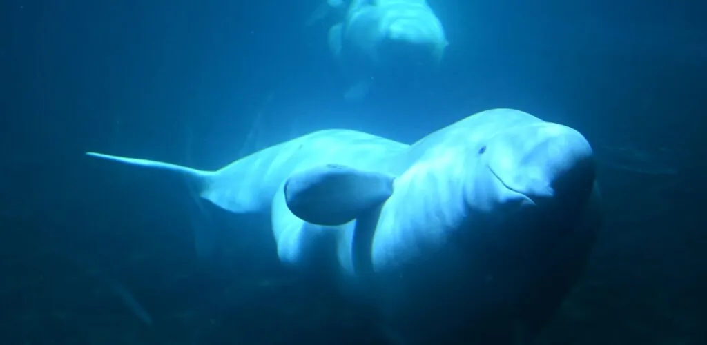 Irlande – Un béluga filmé dans le Donegal : une apparition arctique exceptionnelle